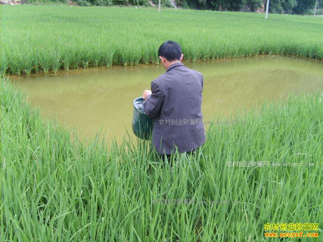 稻田养鱼虾效益怎样?水稻田养什么鱼好?