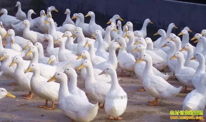 养鸭赚钱吗?2017年养鸭前景分析