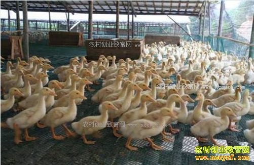 养3000只肉鸭能赚多少钱?三千只肉鸭养殖成本利润分析