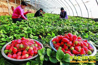 辽宁黑山县牛凤学大棚种草莓年收入16万元