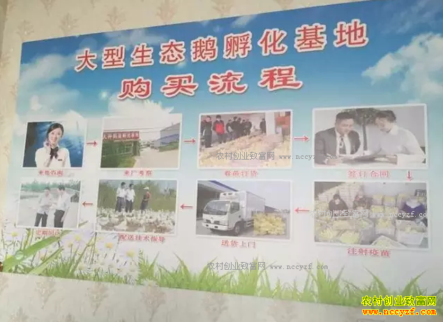 揭秘江苏养鹅诈骗骗局产业链