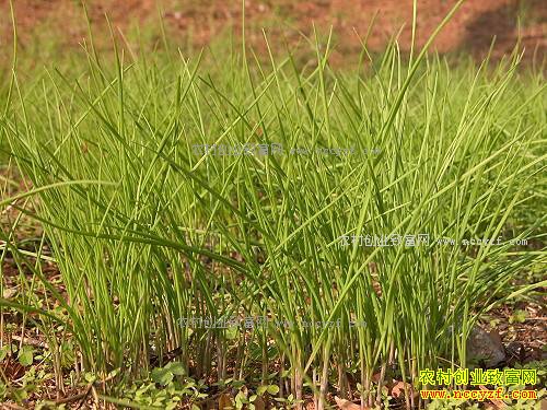 什么野菜最赚钱?重庆丰都野葱量少价格高 每斤20元