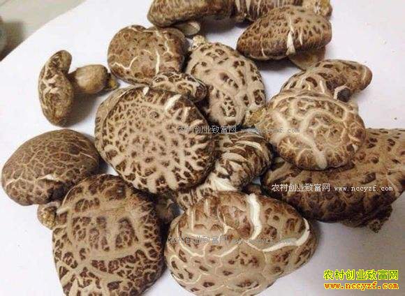 重庆潼南香菇减产香菇价格上涨