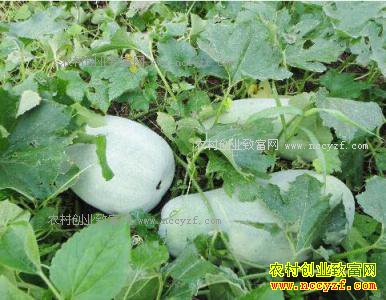 重庆丰都冬瓜价格逆势上涨