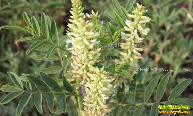 山区适合种植什么中药材?适合山区种植的20个药材品种