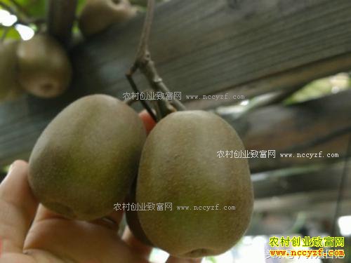 阳台种猕猴桃,当年就能开花结果!盆栽方法如下