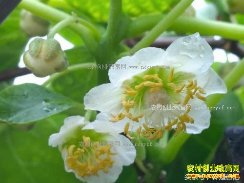 阳台种猕猴桃,当年就能开花结果!盆栽方法如下