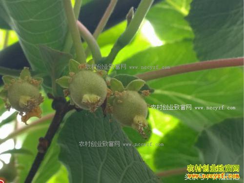 阳台种猕猴桃,当年就能开花结果!盆栽方法如下