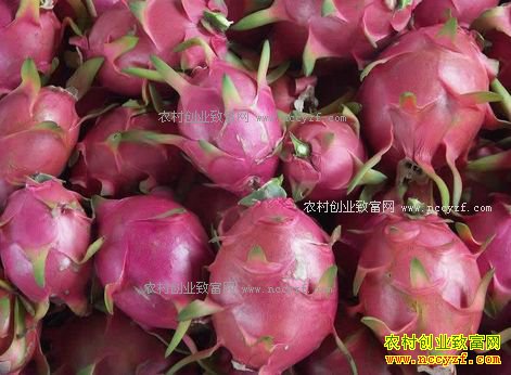 山东淄博广西产火龙果价格一周内每斤涨了1元