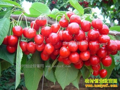 辽宁营口刘川密植矮化种植樱桃 亩产可达15000斤