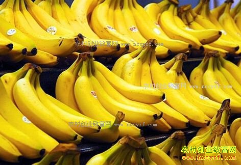 香蕉价格上涨了吗?香蕉价格由降转涨引爆消费旺季