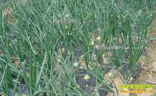 2017年洋葱价格预测及洋葱种植前景分析