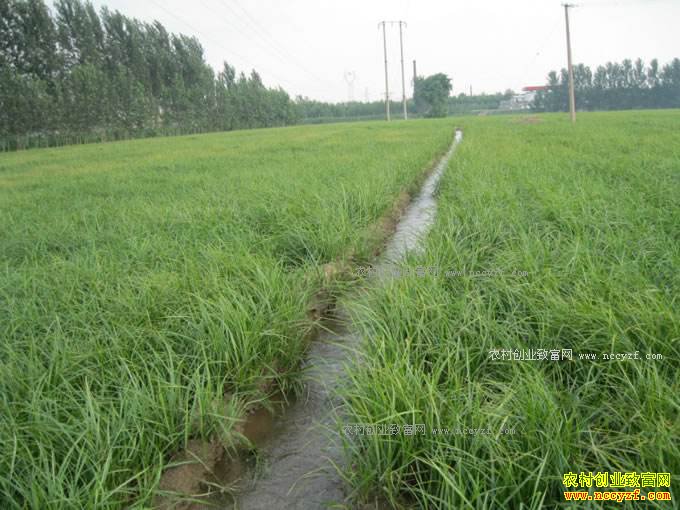 2017年湖北省重点扶持哪些农村致富项目-油莎豆种植