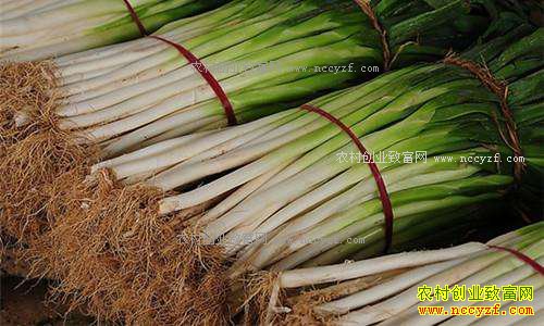 山东大葱价格及行情预测:大葱价格短期内将持续低位运行