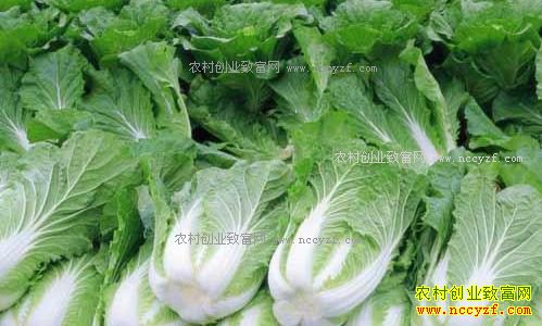 2017年大白菜价格预测:大白菜价格只剩去年一半 或将继续下跌