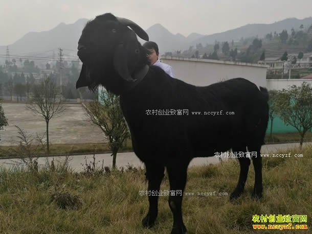 萨能黑山羊最大可长400斤 养殖萨能黑山羊效益好