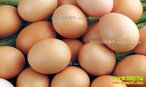 江苏徐州鸡蛋价格较去年同期降4成