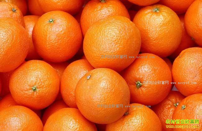 2017年柑橘价格行情:柑橘类水果价格普涨 仍有上涨空间