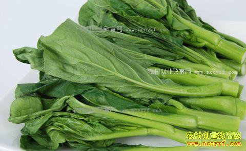 重庆大渡口:上市量增加 菜薹价格降