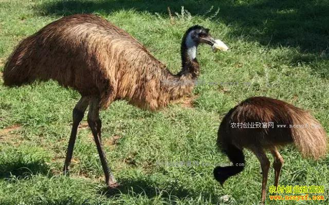 养殖鸸鹋赚钱吗?鸸鹋养殖前景及成本效益分析