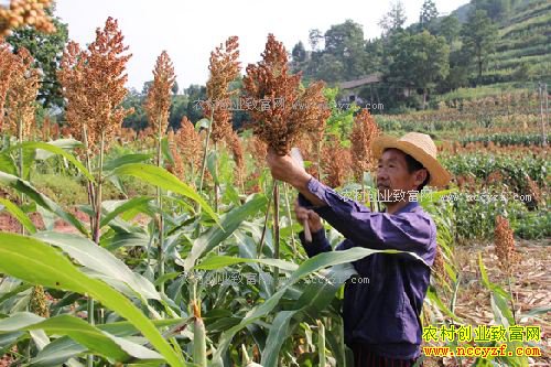 种高粱赚钱吗?高粱种植成本和效益分析