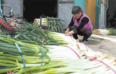 大葱价格大幅下跌 今年种大葱难挣钱