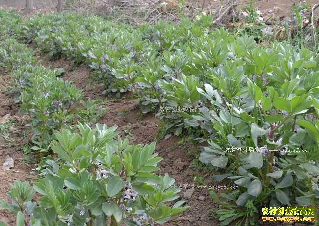 青海湟中汪国昌种植蚕豆助农脱贫致富
