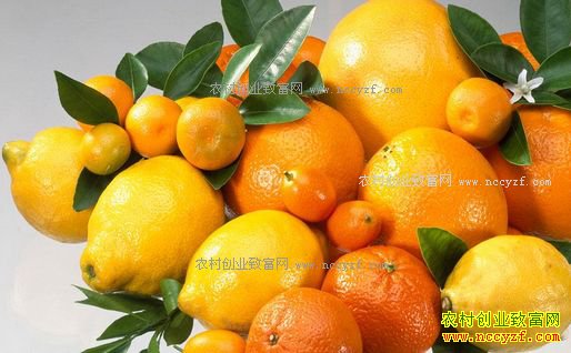 2017年柑橘价格行情预测:柑橘类水果价格仍有上涨空间