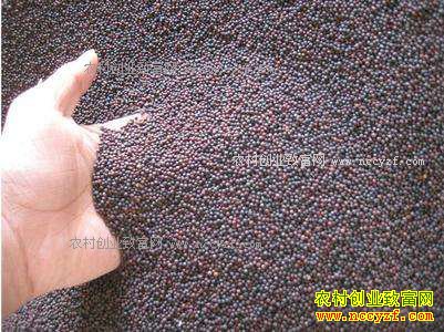 2017年油菜籽价格预测:临储压力释放 菜油今年看涨