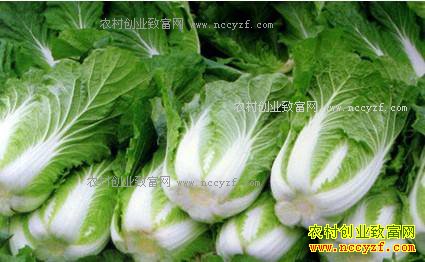 北方冬储白菜价格预测:大白菜价格下跌 储存户利润大缩水