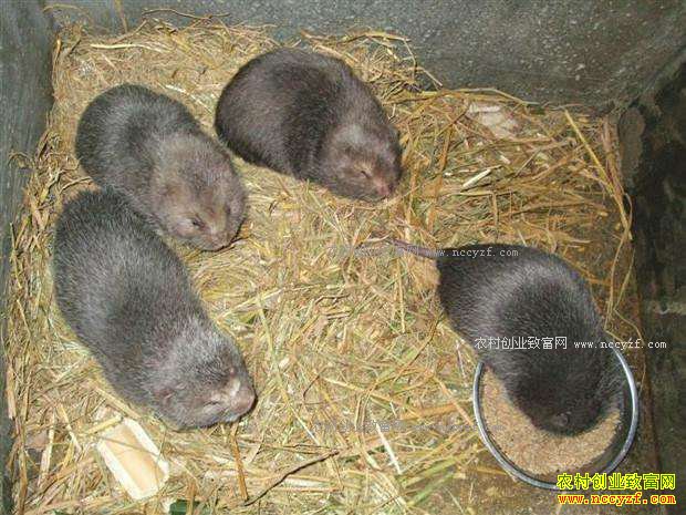 湖南浏阳曾国辉养殖竹鼠脱贫致富
