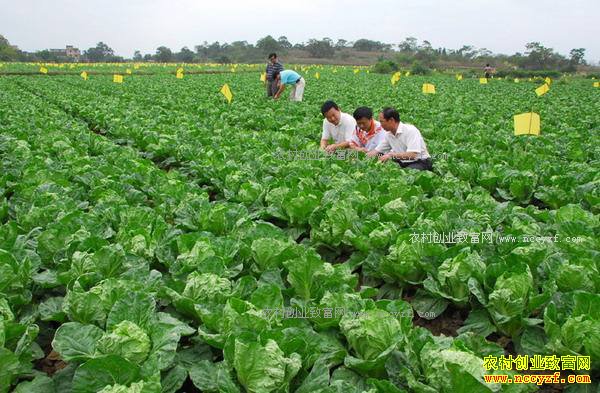 2017年怎样种植蔬菜才能赚钱?
