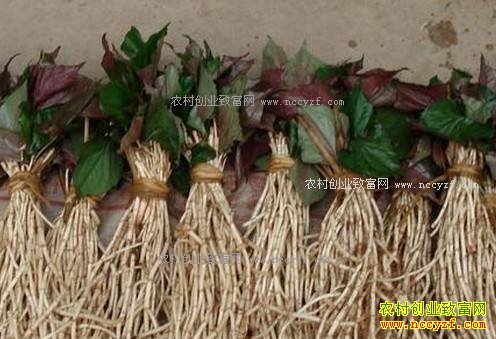 重庆大渡口折耳根价格大幅下降 较2月跌一半