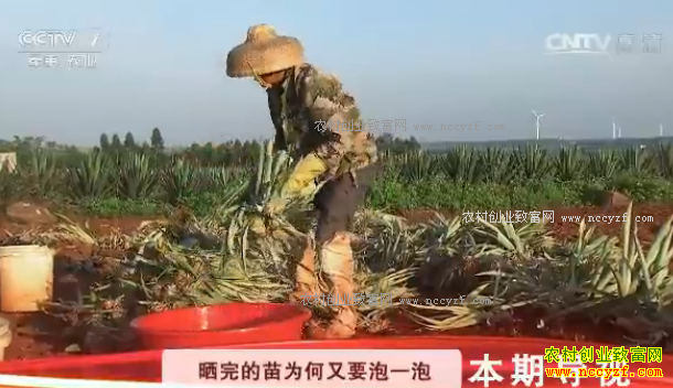 [科技苑]一晒一泡 菠萝亩产过万斤 20170315
