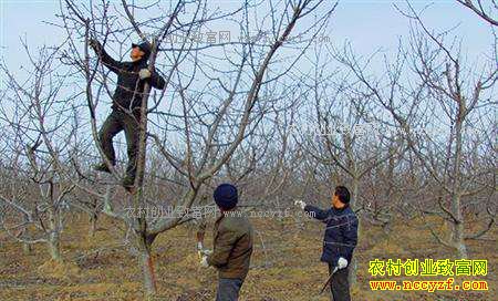 春季大樱桃树怎样修剪?