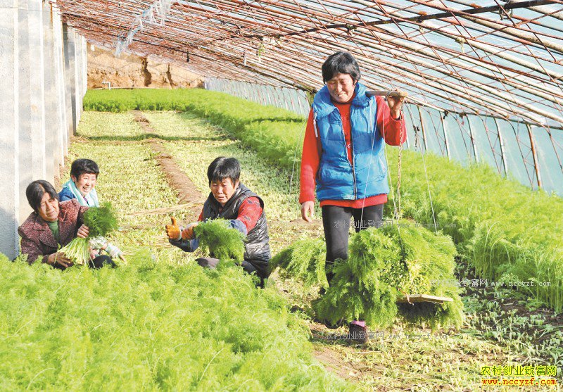河北海兴县:大棚种茴香成农民致富好项目