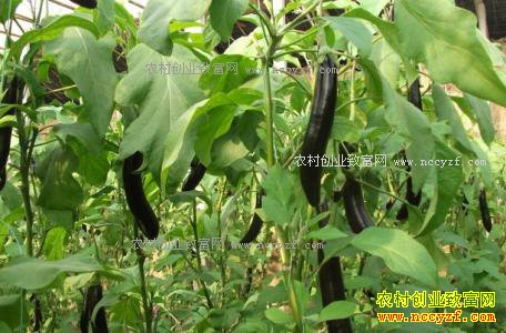 重庆丰都熊昌发:茄子嫁接效益好 亩产达1.2万公斤