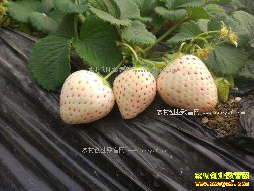 一颗草莓6元!专家解析怎样提高草莓价格和附加值