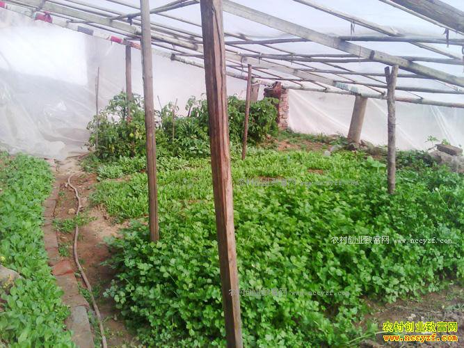 温室大棚能种植野菜吗?