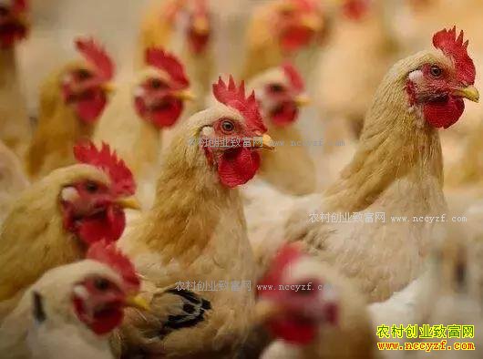 今年养肉鸡赚钱吗?2017年肉鸡养殖前景分析
