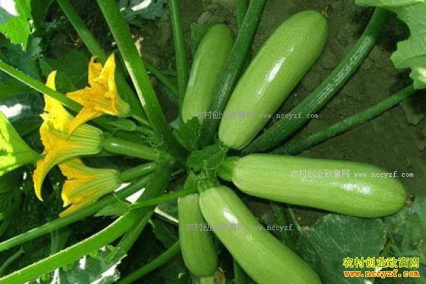 2017年西葫芦价格预测:需求减弱西葫芦价格减半 或继续下跌