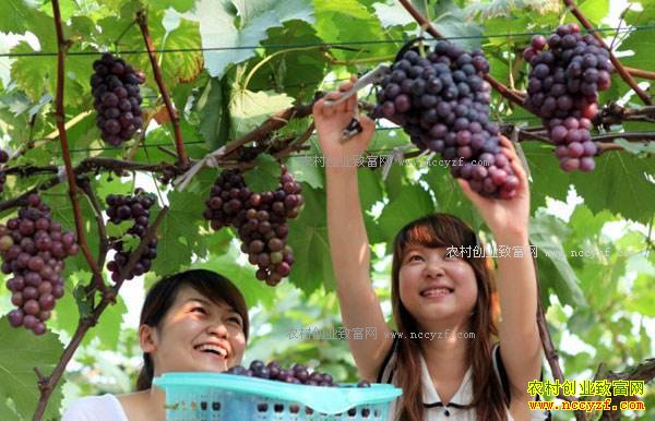 怎么建设和经营葡萄主题观光休闲采摘园
