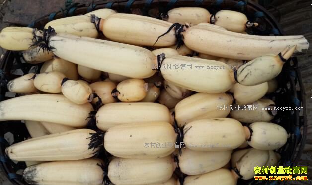 江苏徐州铜山区180万斤莲藕滞销