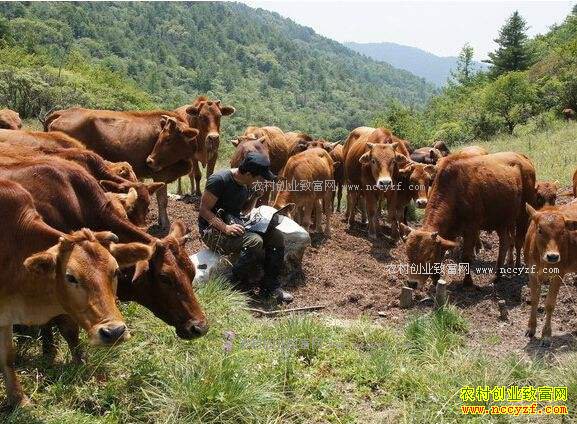 为什么养牛不赚钱?“四误区”导致养牛亏损
