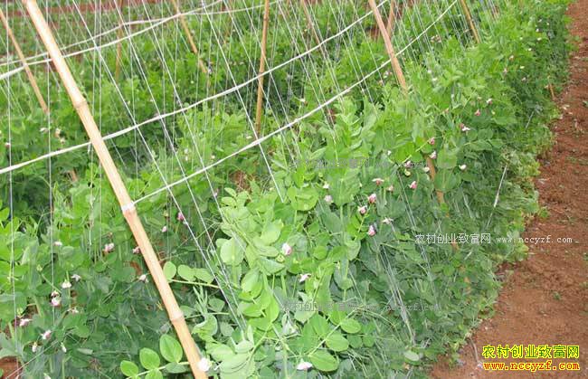 重庆江津吴云生种植菜豌豆效益高