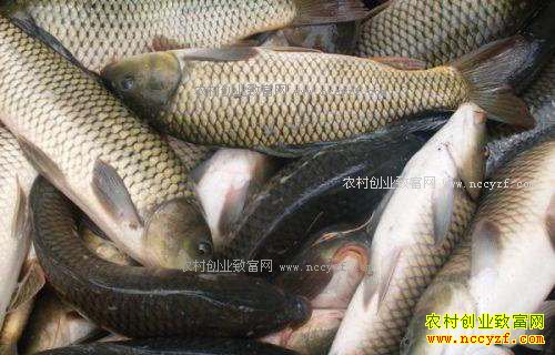 草鱼价格迅猛上涨 捕捞量下降水产价格整体见涨