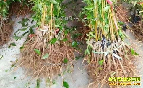四川汶川林秋蓉专卖果树苗 绿色生意前景美