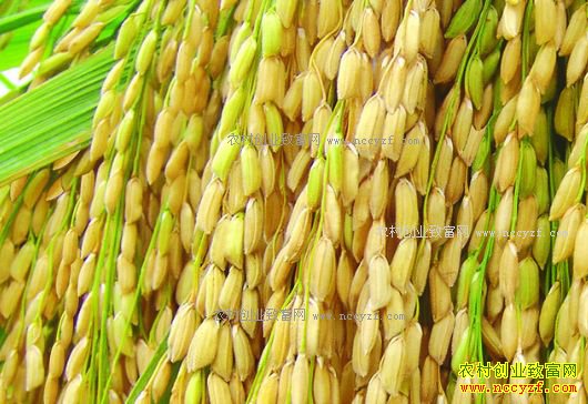 2017年水稻最低收购价格下调 专家:优质优价大势所趋