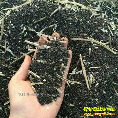 油菜籽价格低迷 建议农户延期销售