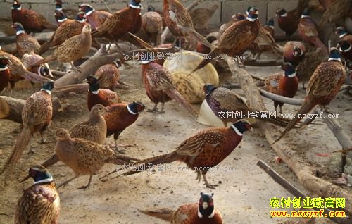 海南白沙“女汉子”陈兰妹勤养山鸡摘穷帽
